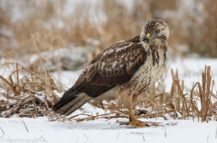 447 Mäusebussard - Buteo buteo